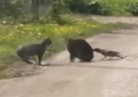 Fiese Krähe stachelt Katzen an