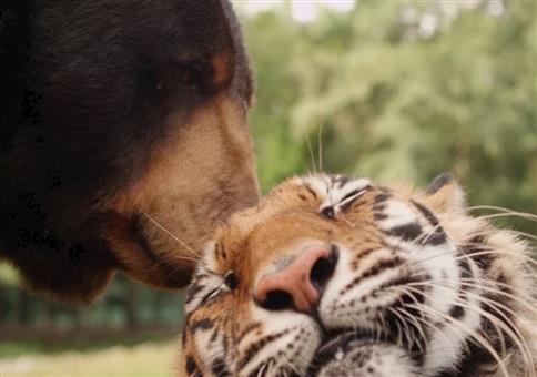 Beste Freunde: Ein Bär, ein Löwe und ein Tiger
