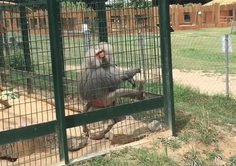 Selbst der Käfig schützt vor diesem Pavian nicht