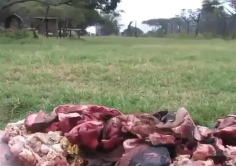 Löwen stürmen auf ihr Essen zu