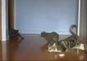 Driftende Katzen