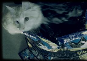 Raubkatzen im Supermarkt