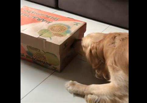 Neue Hunde im Haushalt