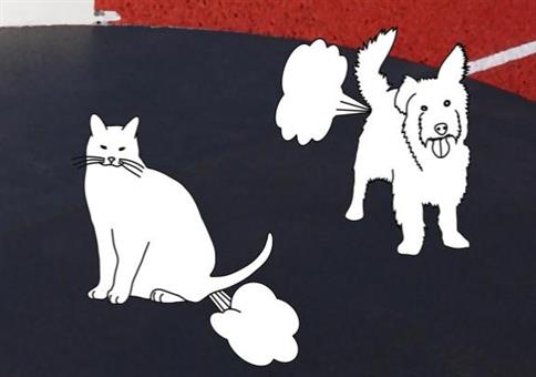 Furzende Katzen gegen furzende Hunde