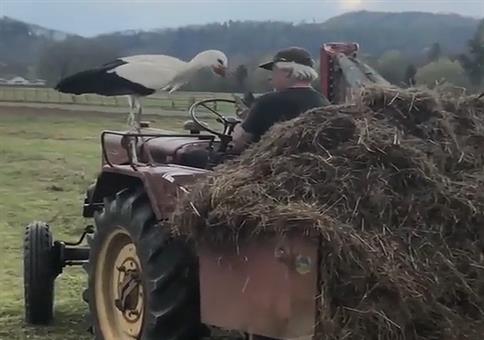 Klapperstorch mag den Traktor