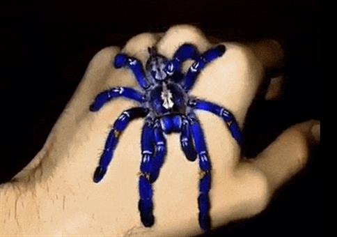 Hornoxe.com - Gifdump #272 - Animierter Picdump