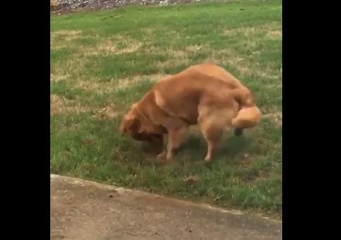 Hund ist nach dem Graben plötzlich unsichtbar