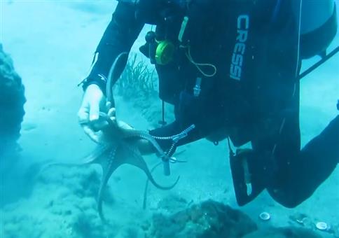 Kleiner Tintenfisch spielt mit Taucher