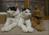 Meditierende Katzen