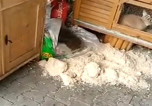 Das Schwein liebt Sägespäne