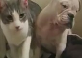 Boxkampf zwischen Hund und Katze