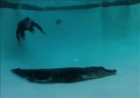 Alligator aus einem Swimming Pool holen