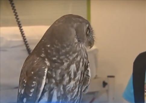 DAS sind mal ein paar Eulenaugen