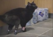 Bionic Cat