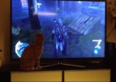 Katze sucht Assassin's Creed Hund