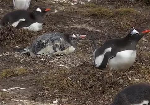 Scheißtag für diesen Pinguin