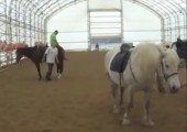 Von hinten ein Pferd bespringen - FAIL