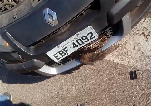 Da hängt ein Piepmatz in deinem Kühlergrill