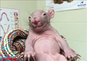 Hornoxe.com – Picdump #396