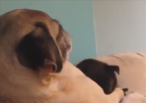 Möpse in flagranti erwischt