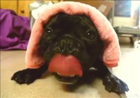 Wie ein alter Dieselmotor