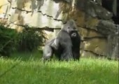 Hinterhältiger Gorilla im Berliner Zoo