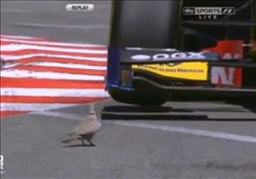 Taube mit Schutzengel