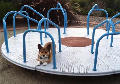 Hund auf nem Karussel auf einem Spielplatz