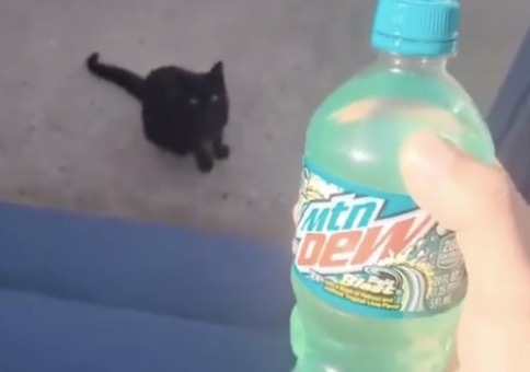 Wenn die Katze scharf auf dein Getränk ist
