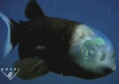 Fisch mit durchsichtigem Kopf