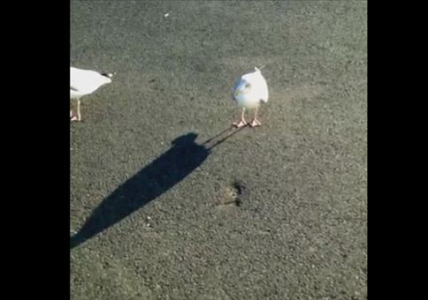 Möwe tanzt auf Befehl