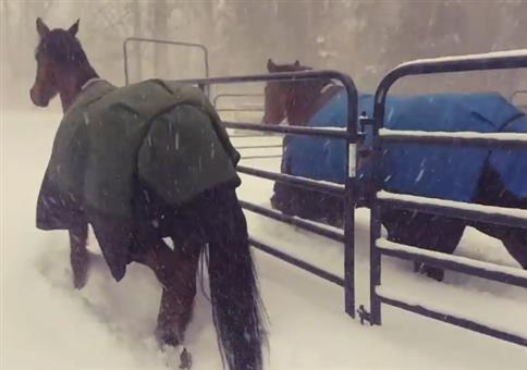 Pferde haben keinen Bock auf Schnee
