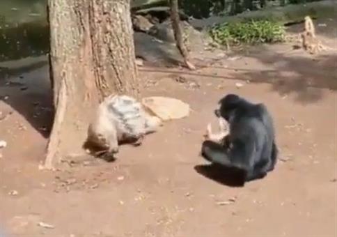 Affe ärgert Stachelschwein
