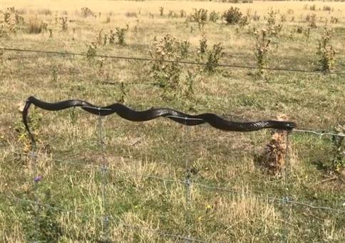 Drahtseilakt: Schlange auf dünnem Drahtzaun