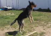 Hund beim Seilspringen