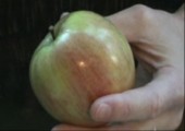Apfel halbieren mit den bloßen Händen