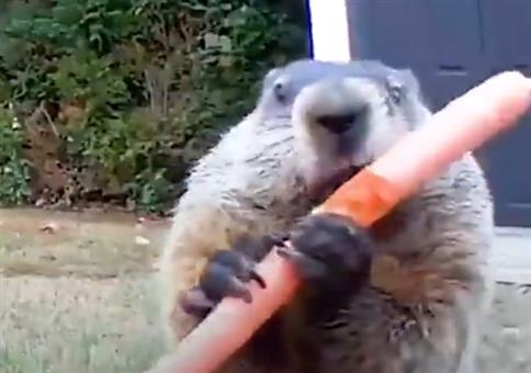 Wenn dir ein Murmeltier das ganze Gemüse wegfrisst