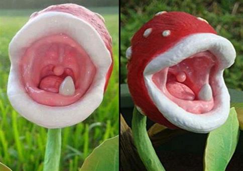 Die etwas andere Pflanze für den Garten