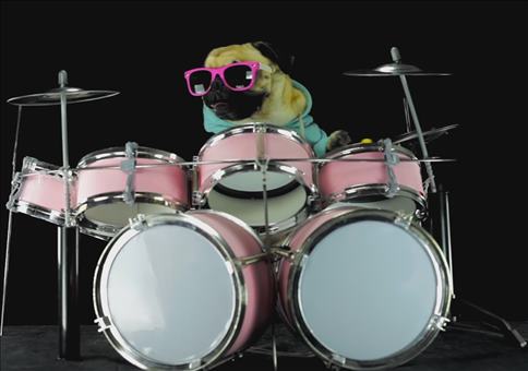 Hund spielt Schlagzeug