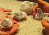 Igel Babys