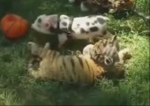 Tiger und Schweinchen