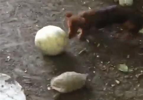 Schildkröte und Hund spielen Fußball