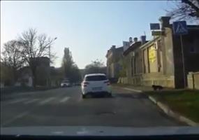 Sicherheitsbewusster Hund im Straßenverkehr