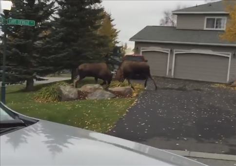 Da keilen sich zwei Elche in der Einfahrt