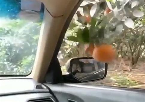 Mit dem Auto Mandarinen pflücken