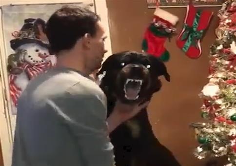 Dem Dämonenhund die Nägel schneiden