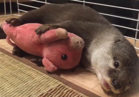 Otten spielt mit seinem Kuscheltier