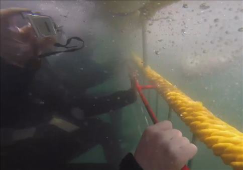 Knappe Sache im Haikäfig