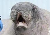 Dieses Walross will euch etwas sagen