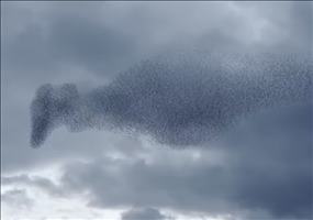 Vogelschwarmformationen  - Wonders in the sky